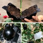 Plant Rooting Ball Grafting Rooting Box Breeding Case Plant Root Growing Box For Garden 5/8cm In Diameter planting tools