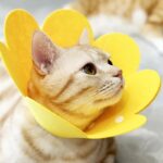 Pet Protective Collar Dog Neck Cone Recovery Cone Collar for Anti-Bite Lick Surgery Wound Healing Cat Dogs Health