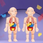 Cartoon Human Organ Model Children Enlightenment Science And Education DIY Assembly Medical Puzzle Model Toy Memory