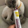Cat Feather Tangle Anti Macun Malt Soft Extra
