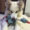Duck Dog Toy for Aggressive Chewers Dog Squeaky Wild Goose Puzzle Training Toys Cute Soft Dog Chew