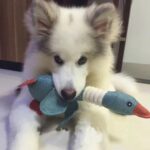Duck Dog Toy for Aggressive Chewers Dog Squeaky Wild Goose Puzzle Training Toys Cute Soft Dog Chew