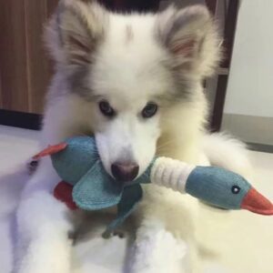 Duck Dog Toy for Aggressive Chewers Dog Squeaky Wild Goose Puzzle Training Toys Cute Soft Dog Chew