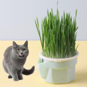 Hierarchical Design Cat Grass Cultivation Cup with Soilless Cultivation Reusable Catnip Growing Container Seed