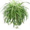 Artificial Plants Wall Hanging Chlorophytum Potted Green Plants PVC Fake Plants Simulation Flower Living Room Decor