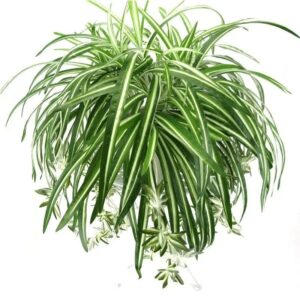 Artificial Plants Wall Hanging Chlorophytum Potted Green Plants PVC Fake Plants Simulation Flower Living Room Decor