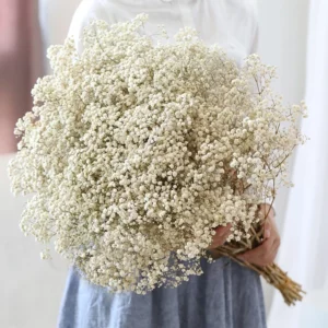 Natural Fresh Dried Flowers Gypsophila paniculata,Baby's Breath Flower bouquets,gift & Wedding Decoration,Home Decor