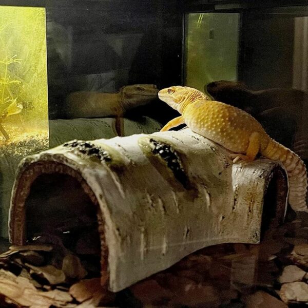 Snake Hide Small Reptile Caves Artificial Birch Log Reptile Terrarium Decor