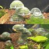 Aquarium Fish Tank Media Moss Ball Live Plant Filter Filtration Decor Home Decoration Nature Sea Plant