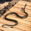 Snake Prank with String Clip Fake Snake Prank On Family Realistic Fake Snake Toy for Garden Props and Practical Joke